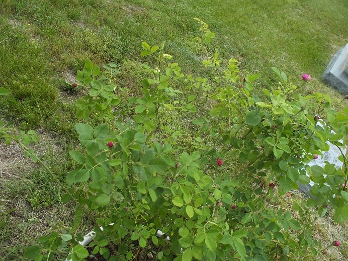  photo proserpinacemetary_zpsdfff576d.jpg